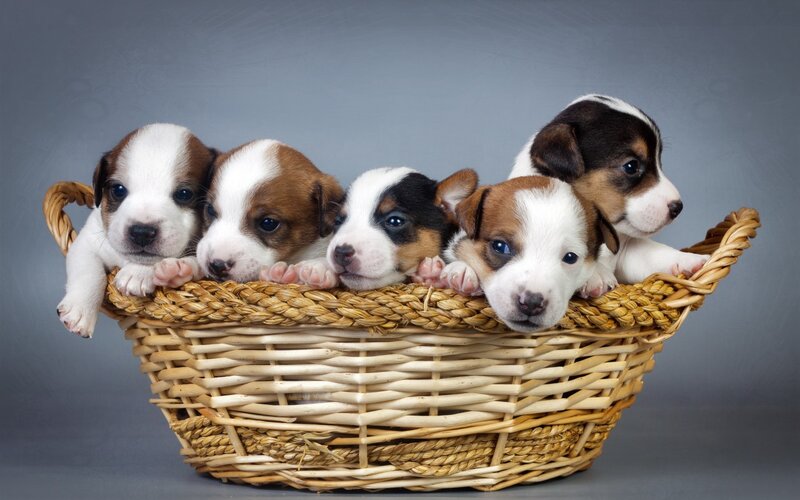 Puppies in a Basket — Brown, Calm, Photograph, Gray Background