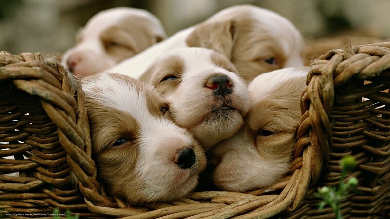 Puppies in a Basket — Brown, Calm, Photograph, Plant
