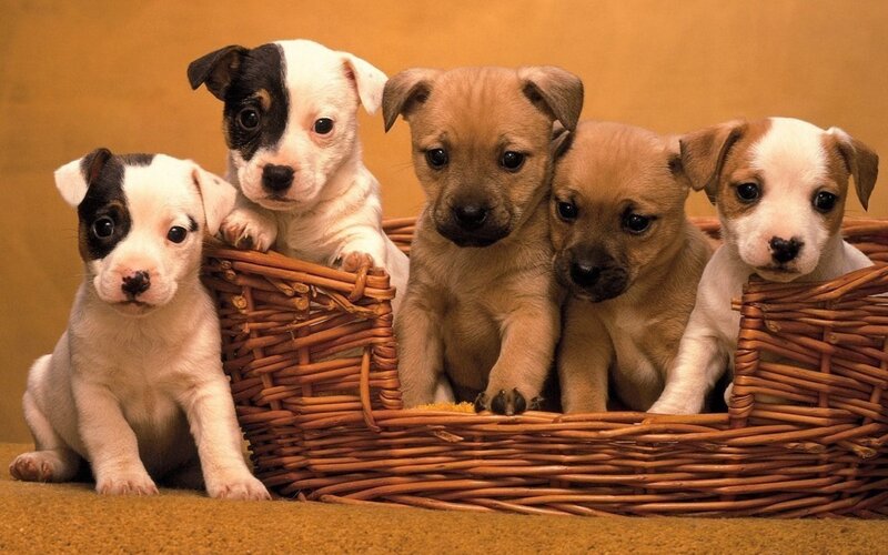 Puppies in a Basket — Brown, Calm