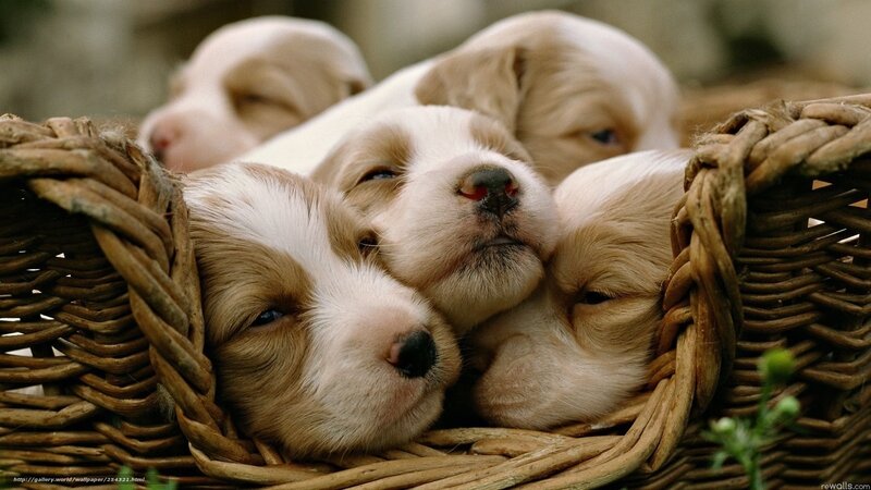 Puppies in a Basket — Brown, Peaceful, Photograph, Flowers