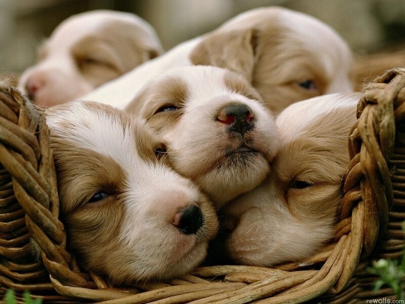 Puppies in a Basket — Brown, Peaceful