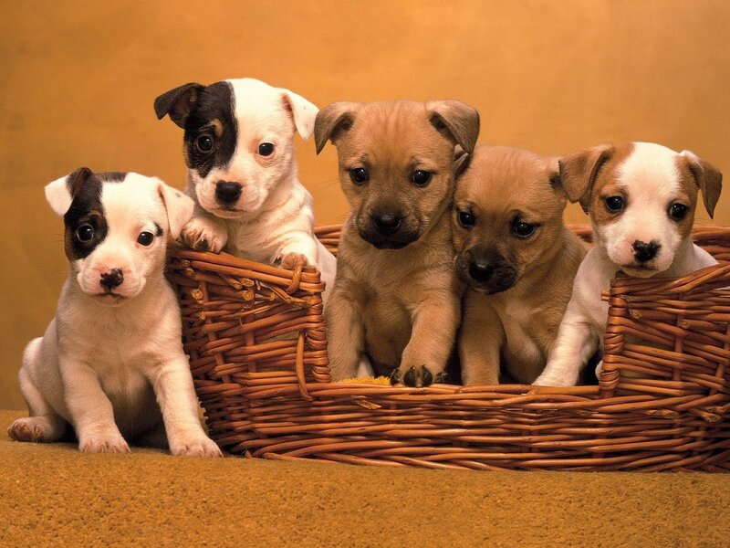Puppies in a Basket — Calm