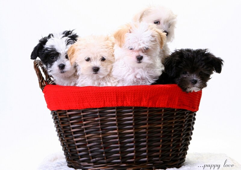 Puppies in a Basket — White, Cute