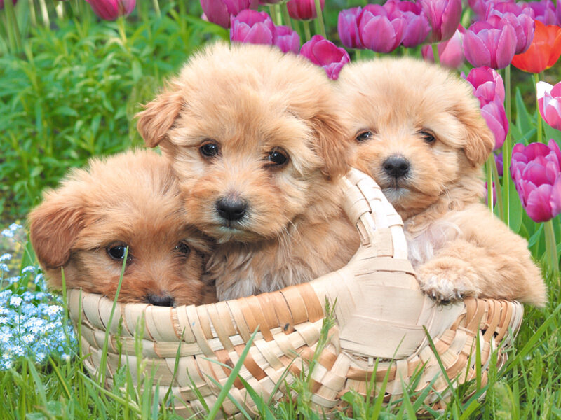 Puppies in a basket with flowers