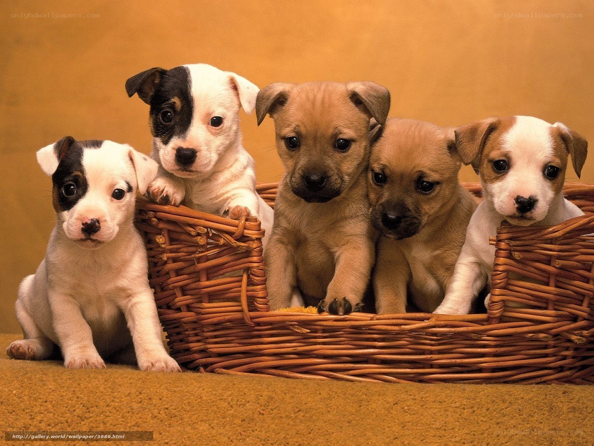 puppies in a basket