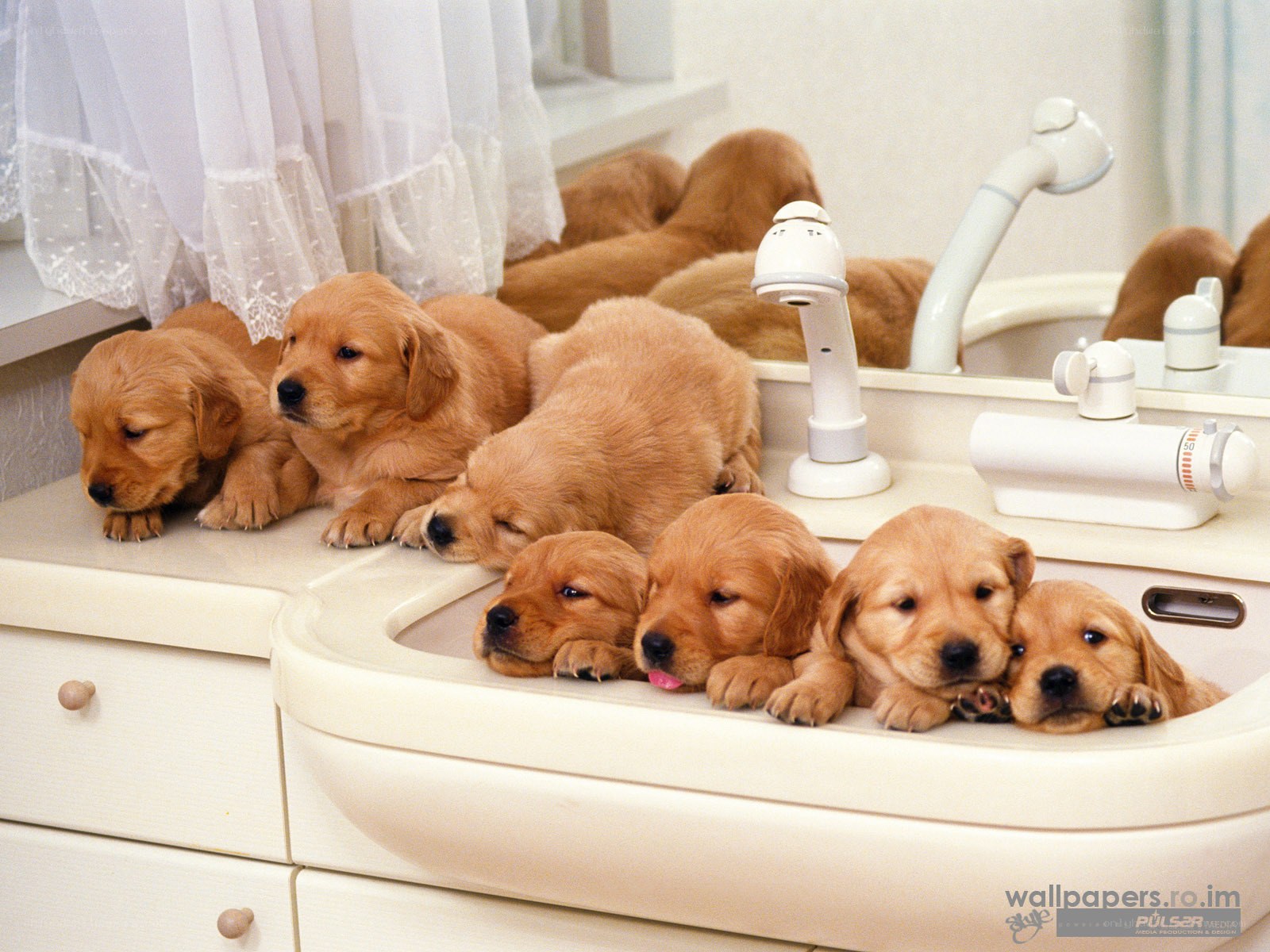 Puppies in a bathroom sink