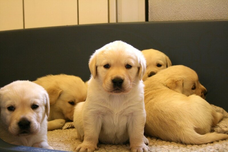puppies in a bed