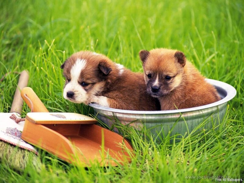 Puppies in a bowl on grass