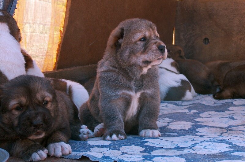 Puppies in a Box — Brown