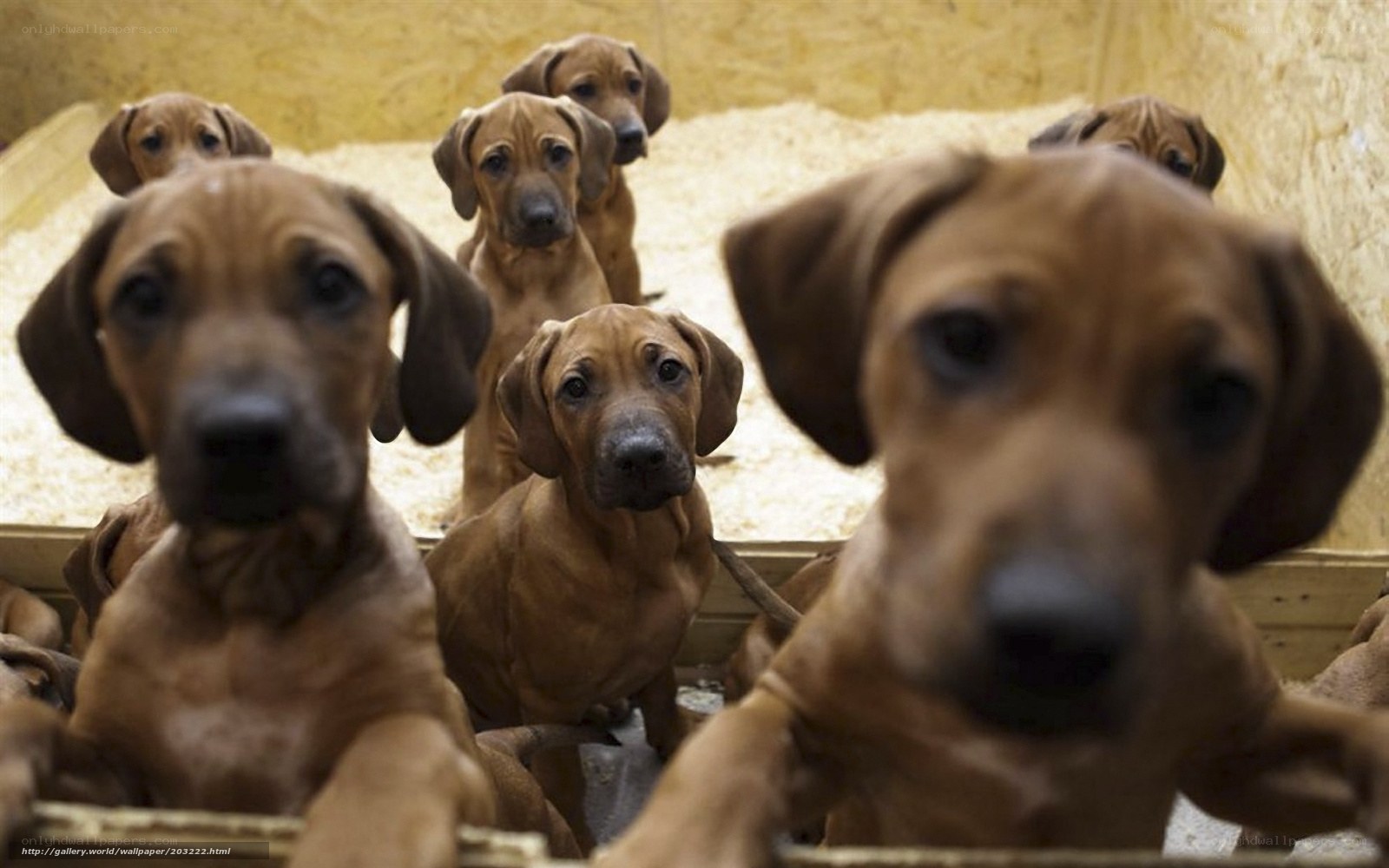 Puppies in a box