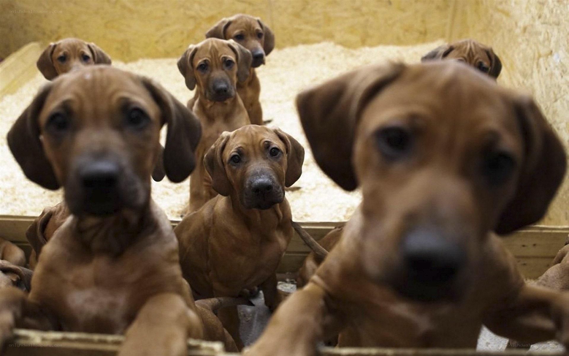 Puppies in a breeding box