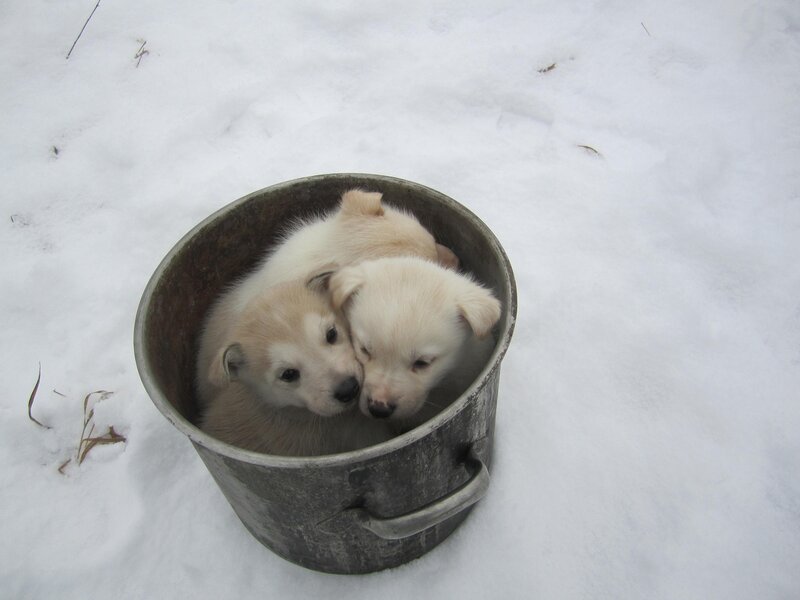 Puppies in a Bucket