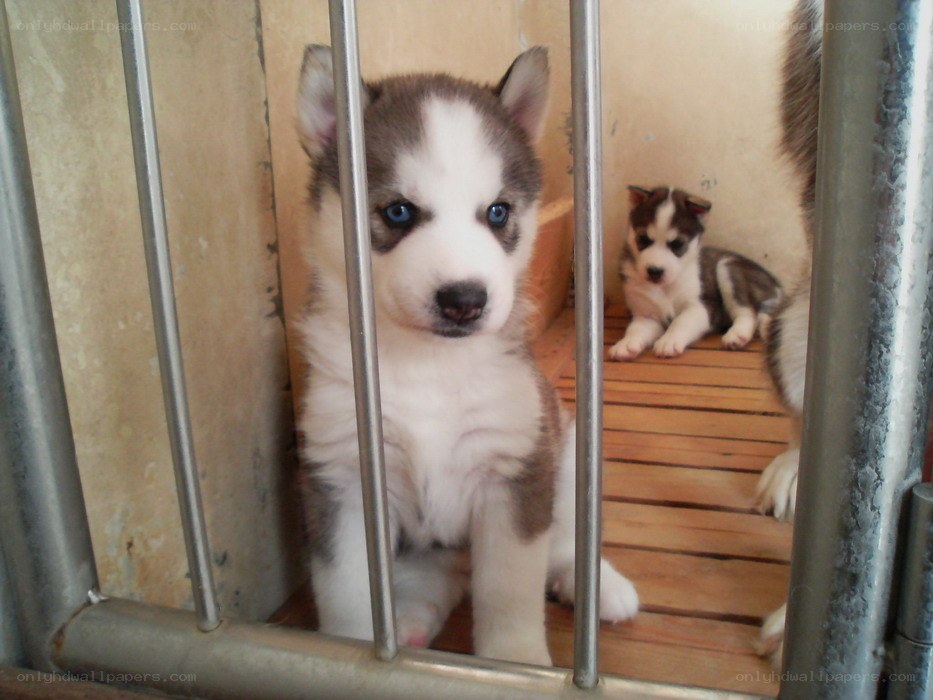 Puppies in a cage