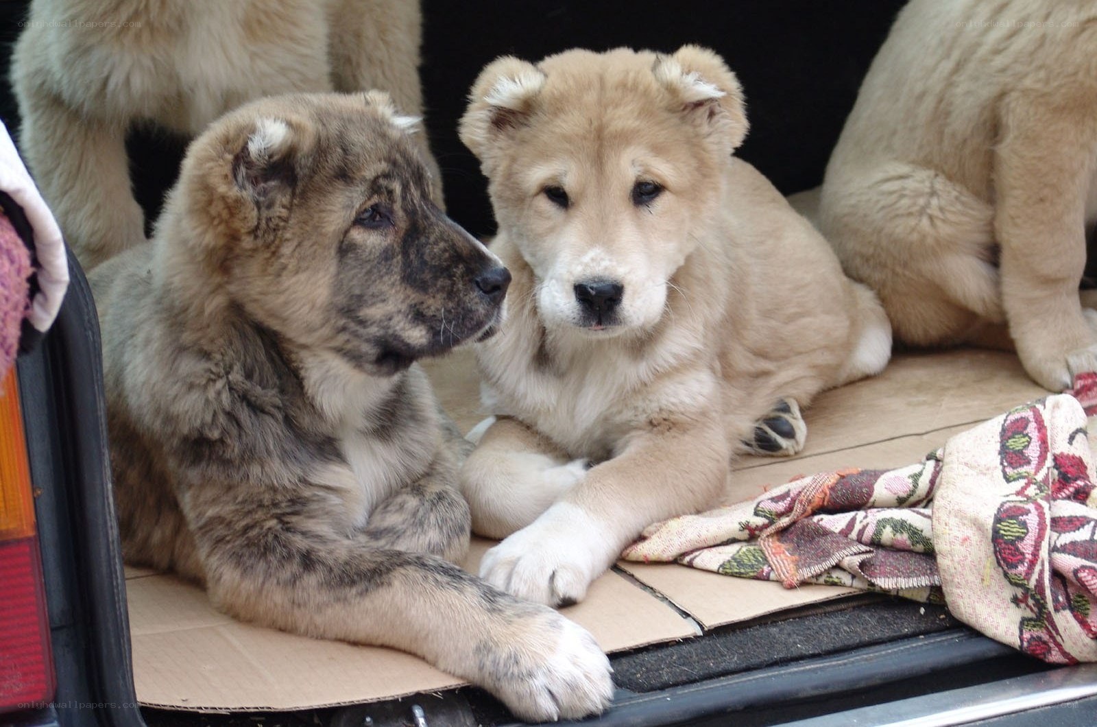 Puppies in a car trunk