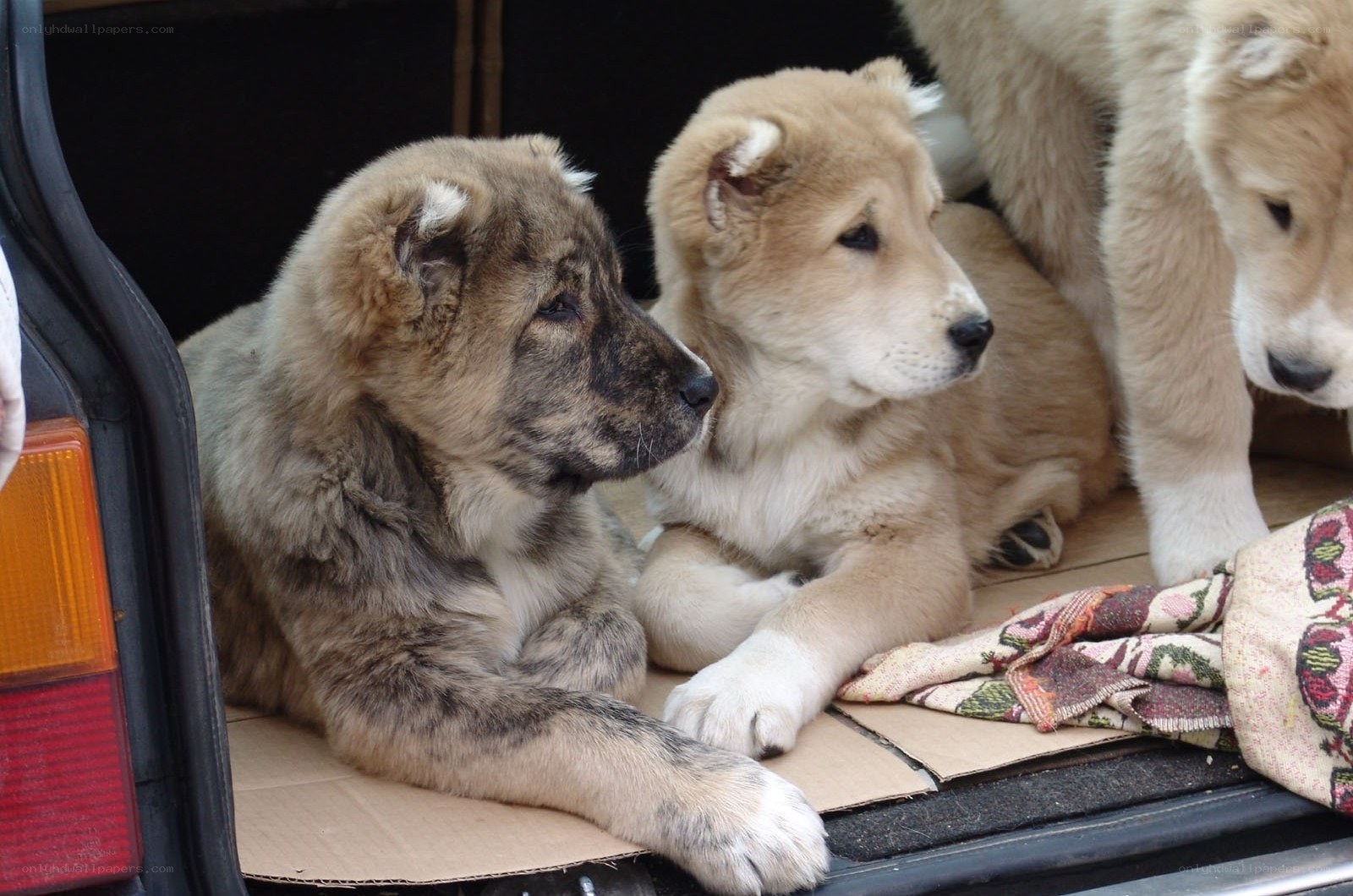 Puppies in a car trunk