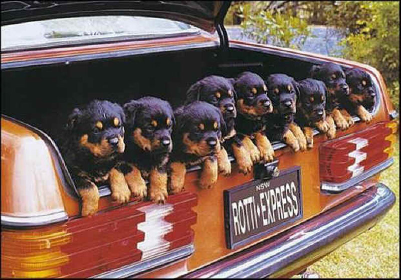 Puppies in a car trunk