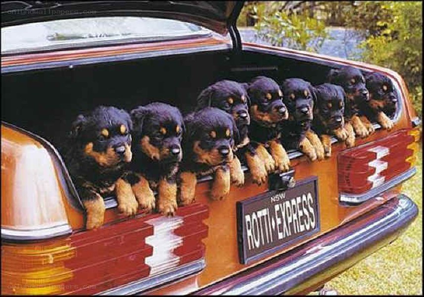 Puppies in a car trunk