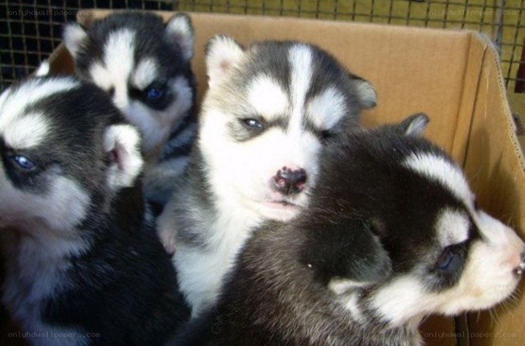 Puppies in a cardboard box