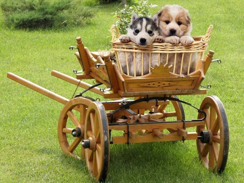 Puppies in a Cart