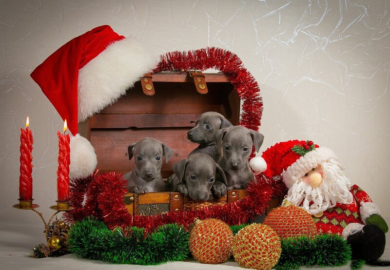Puppies in a Chest