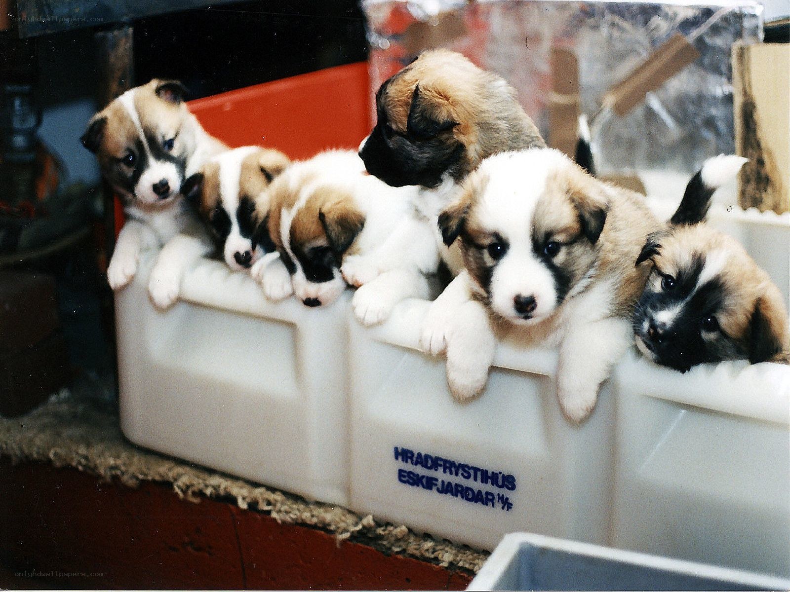 Puppies in a container