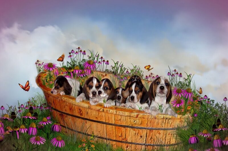 Puppies in a flower-filled boat