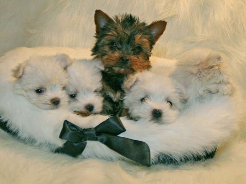 puppies in a fluffy bed