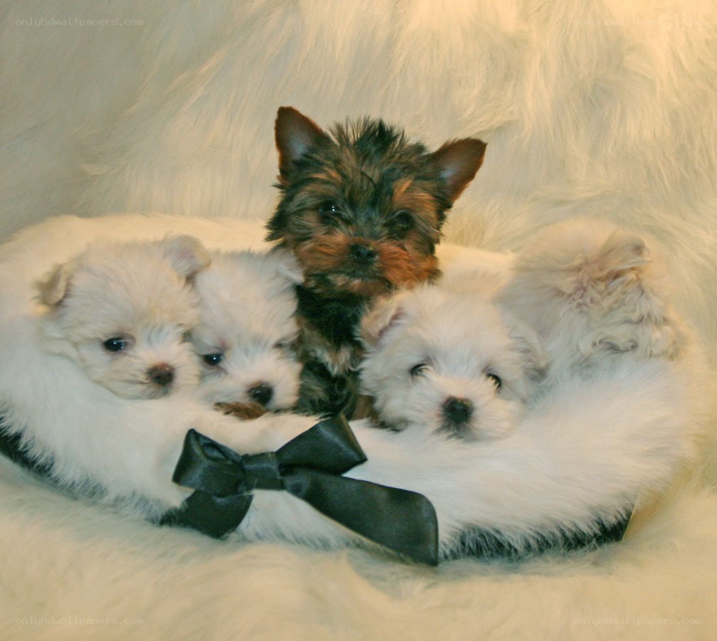 puppies in a fluffy bed