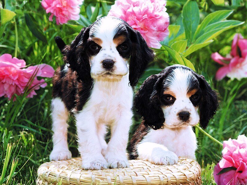 Puppies in a garden