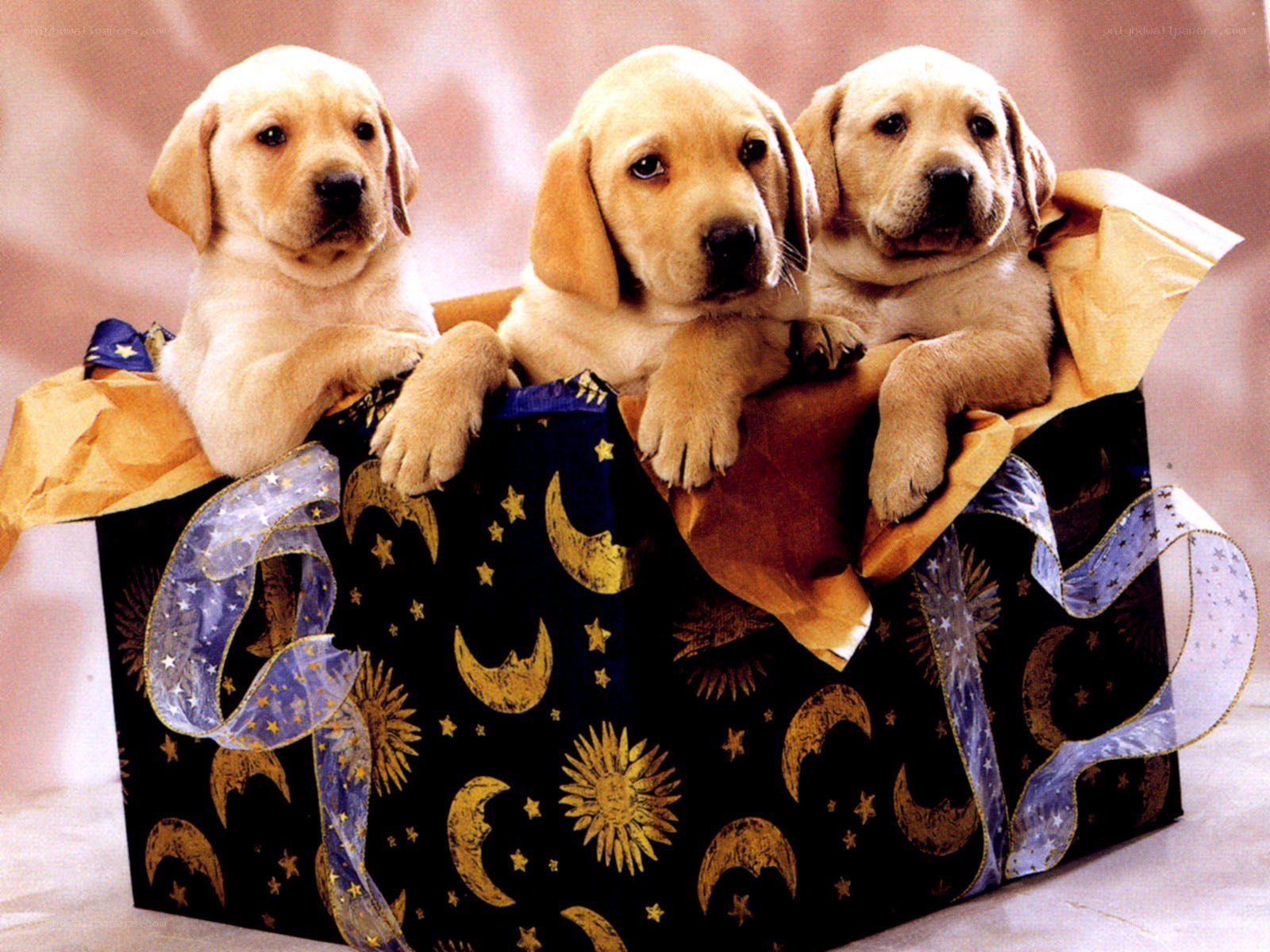 Puppies in a gift box