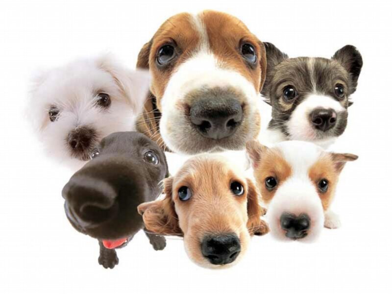 Puppies in a Group — White, Curious