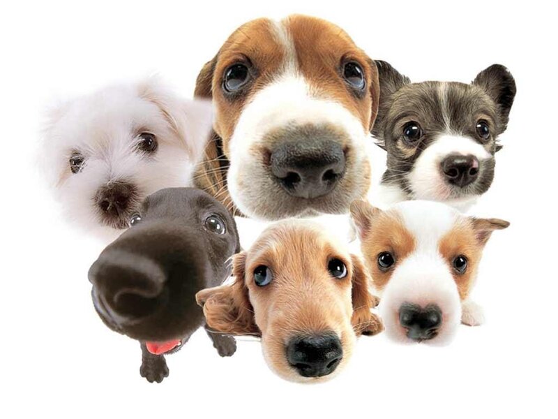 Puppies in a Group — White