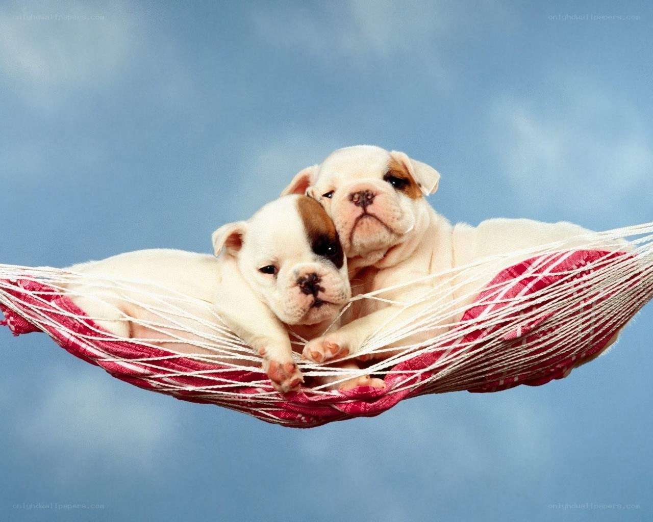 Puppies in a hammock