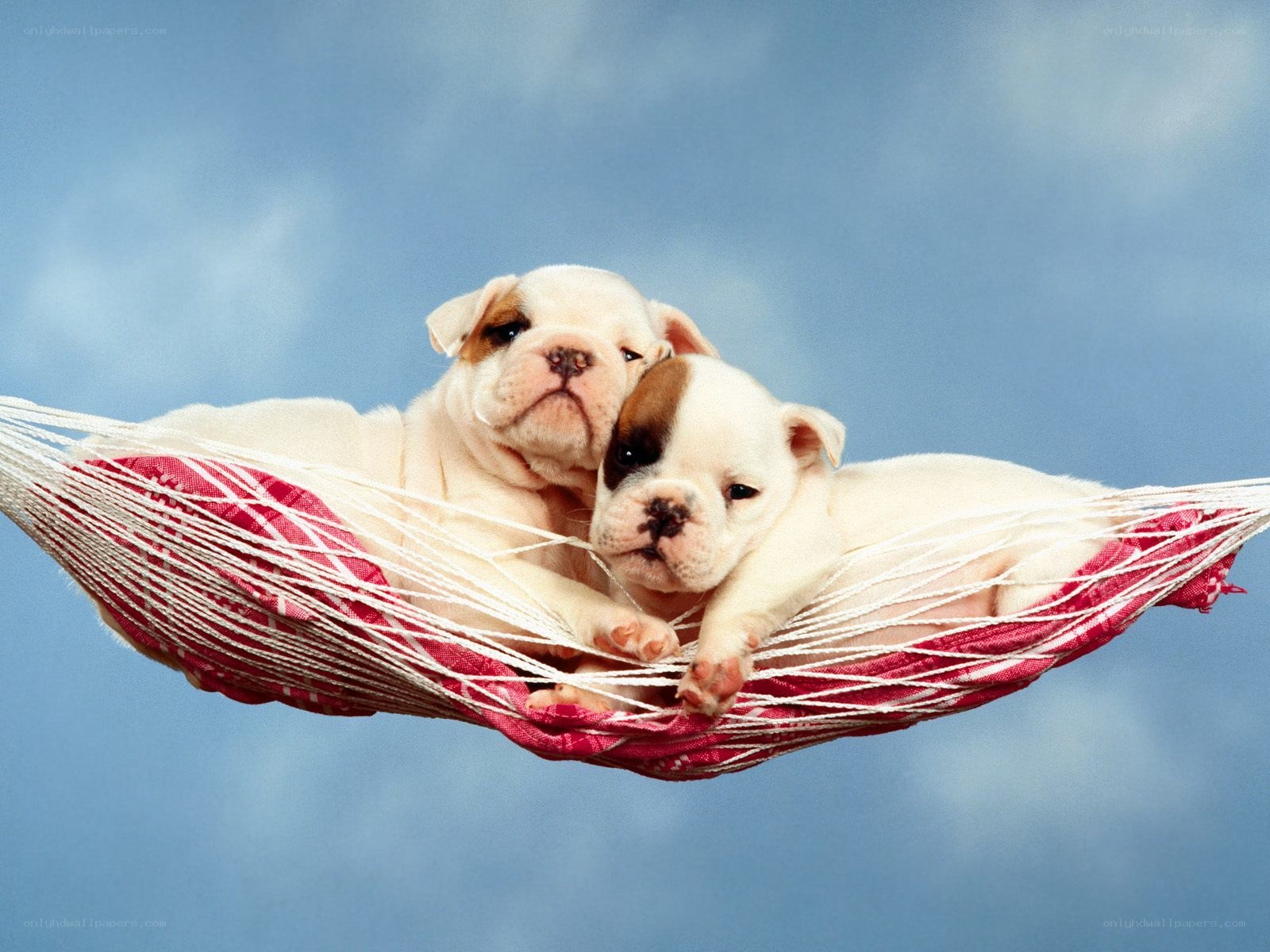 Puppies in a hammock