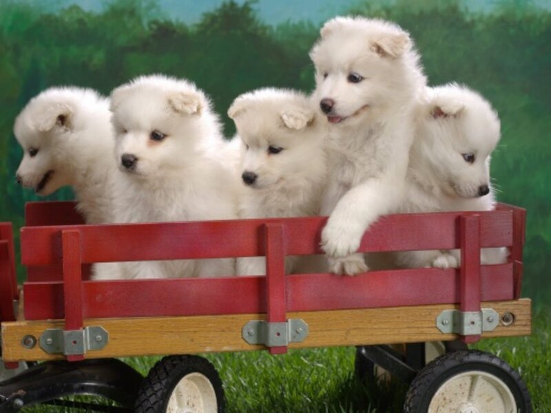 puppies in a red wagon