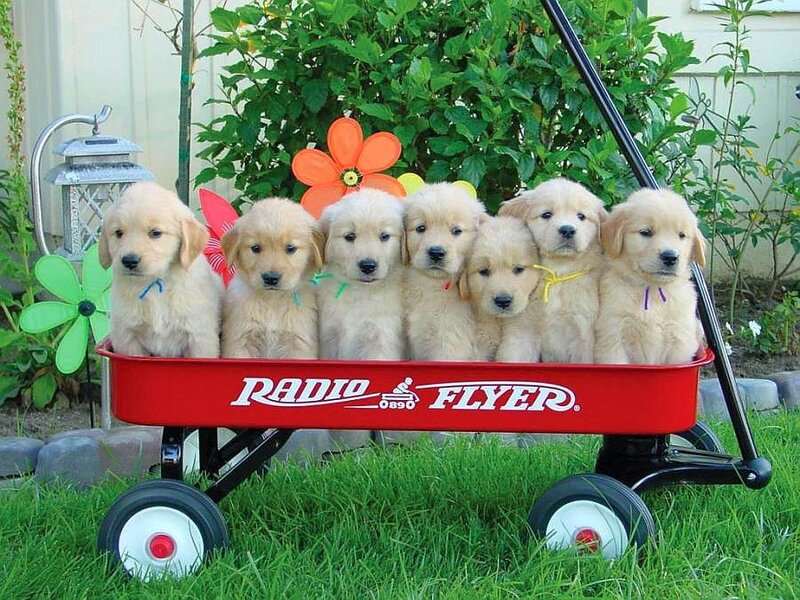 Puppies in a red wagon