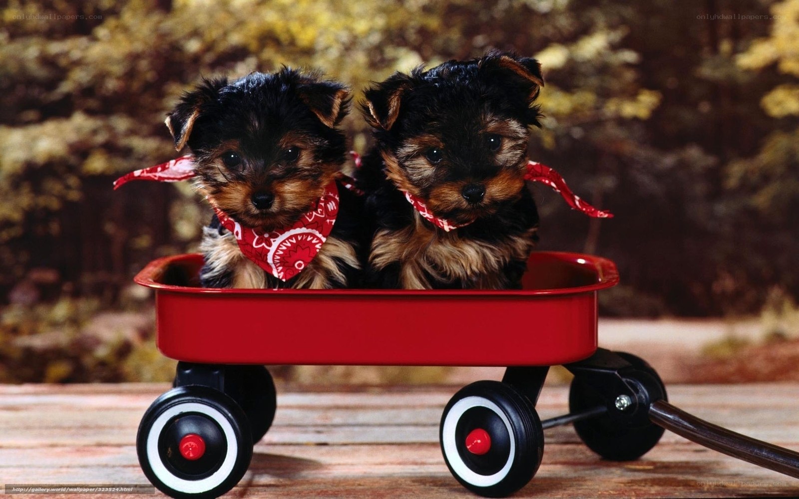 Puppies in a red wagon