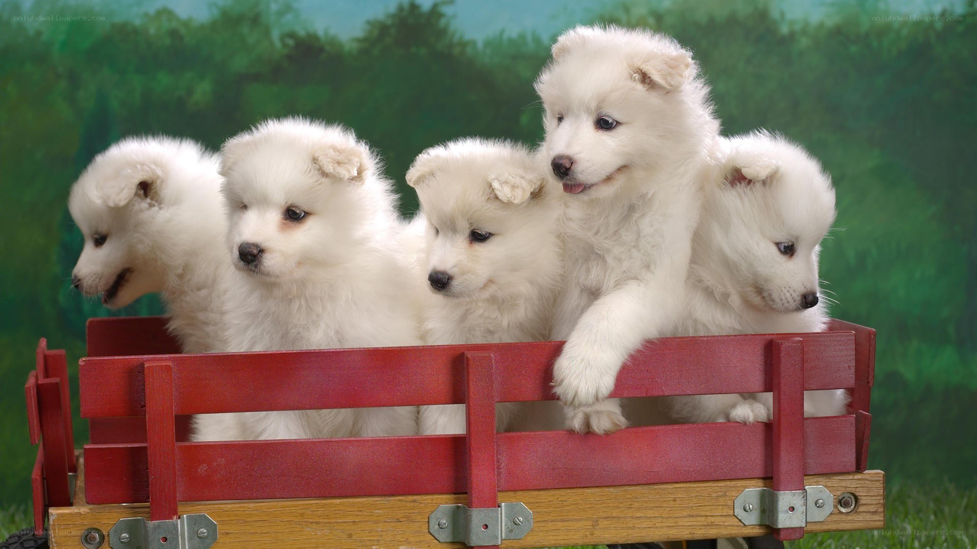 puppies in a red wagon