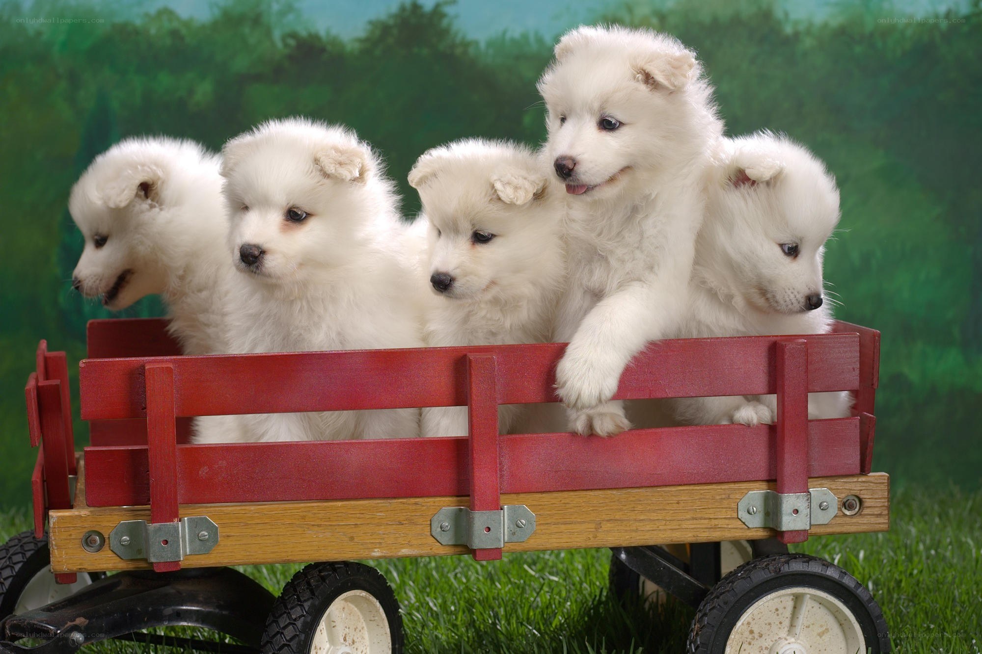 Puppies in a red wagon
