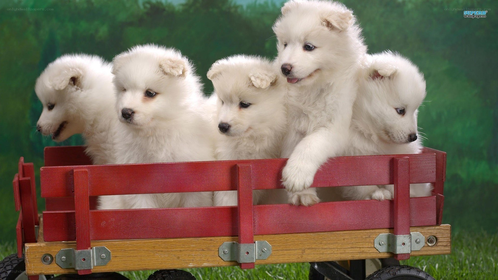 puppies in a red wagon