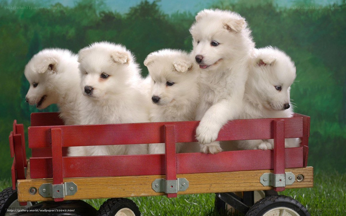 Puppies in a red wagon