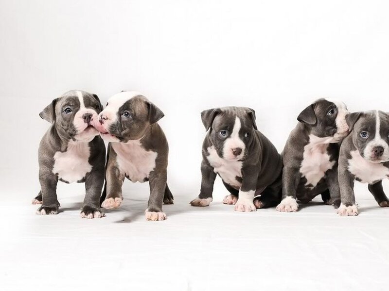 Puppies in a Row — Gray
