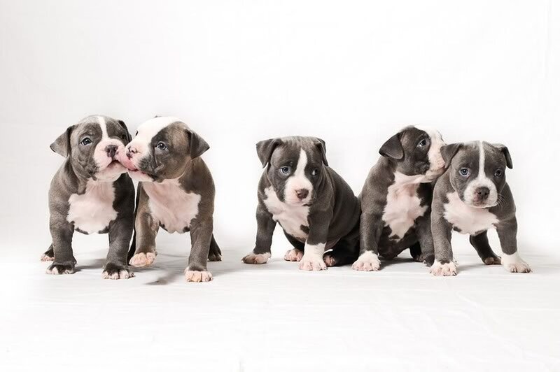 puppies in a row