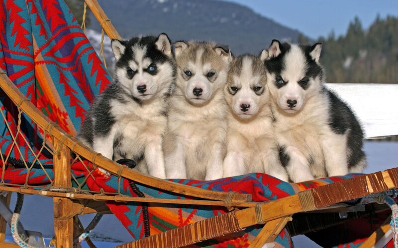 Puppies in a sled