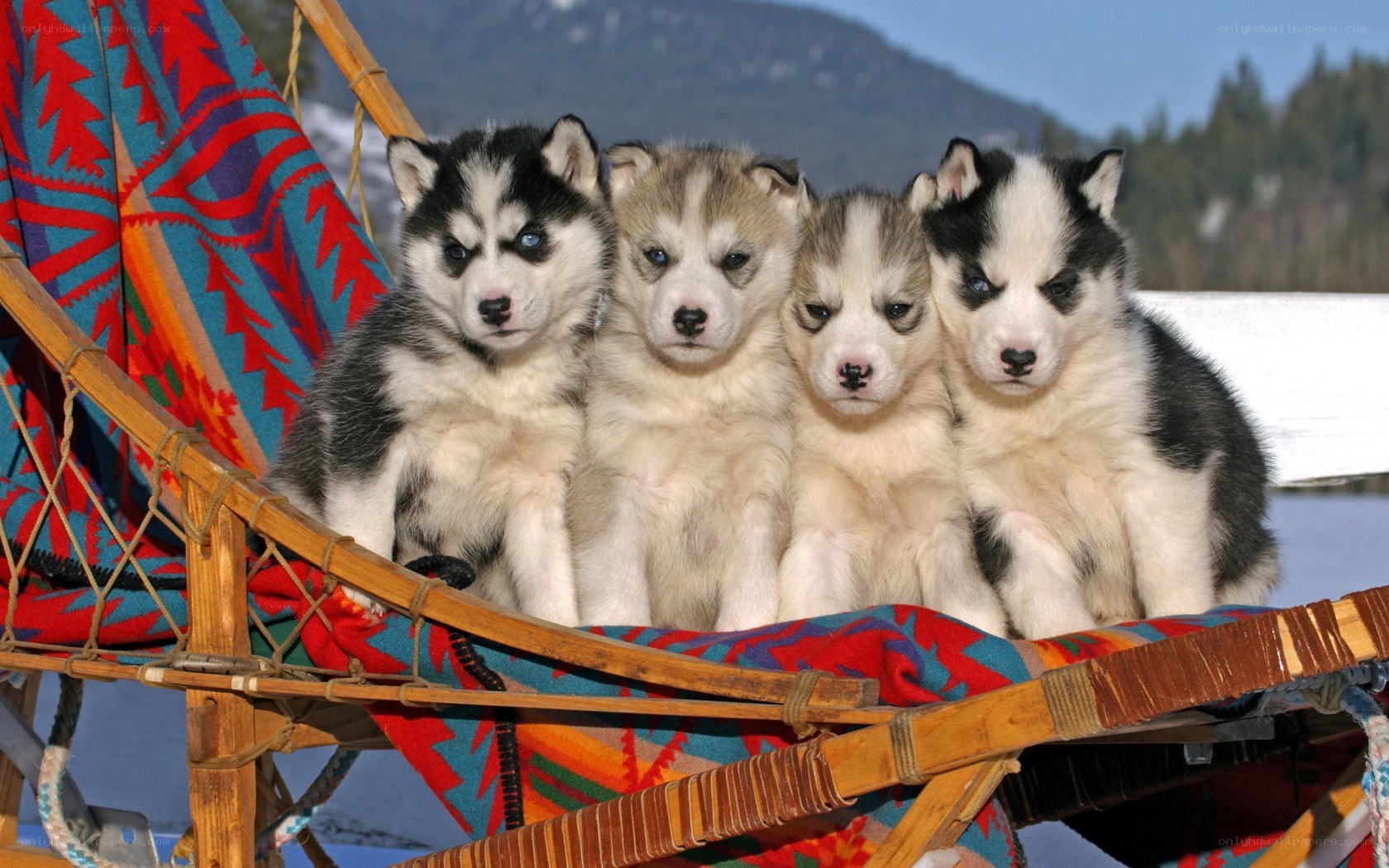 Puppies in a sled