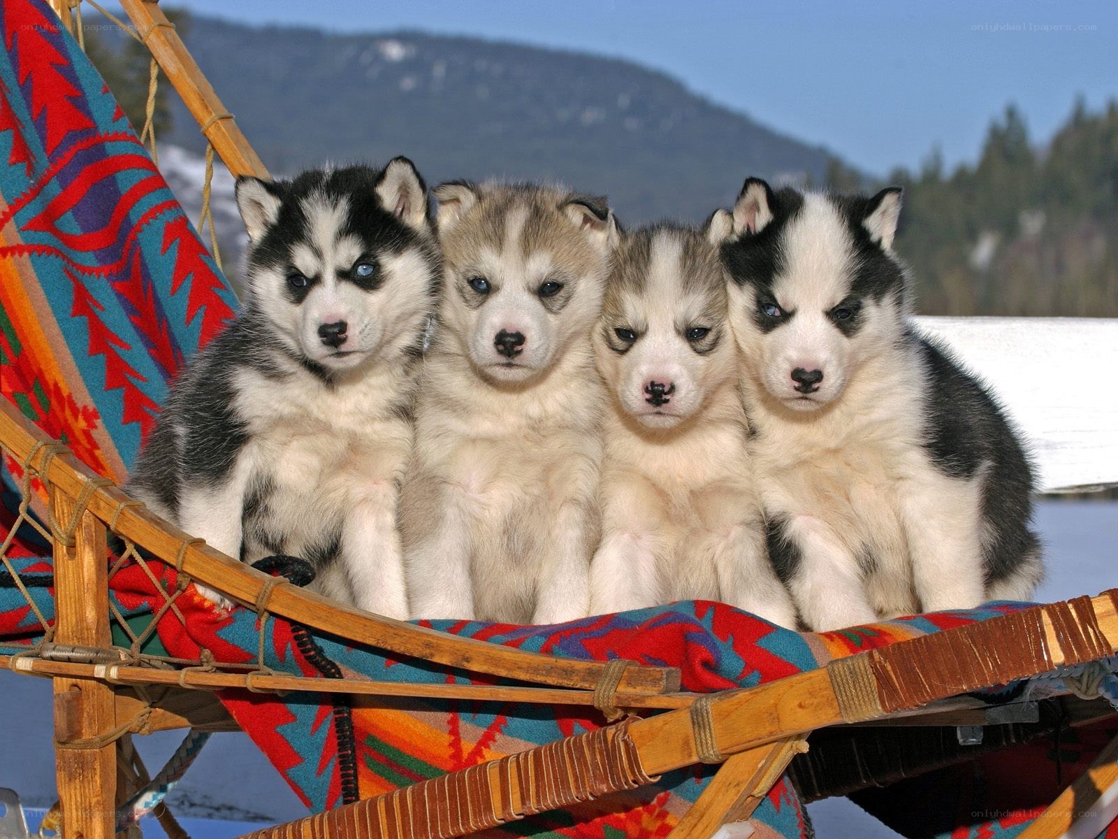 Puppies in a sled