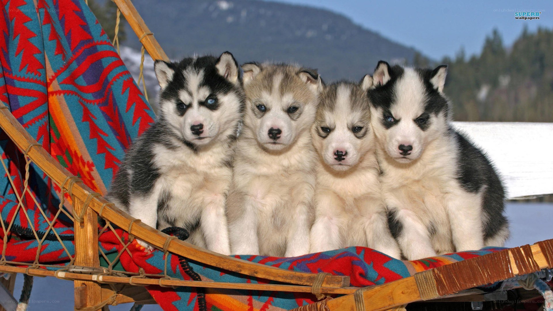 Puppies in a sled
