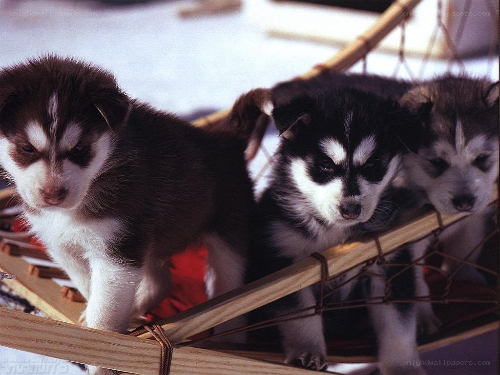 Puppies in a sled