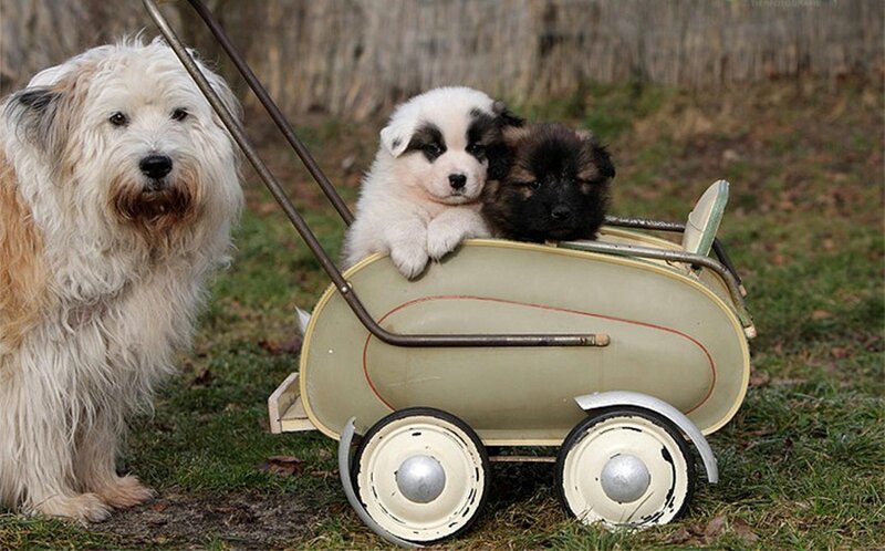 Puppies in a Stroller