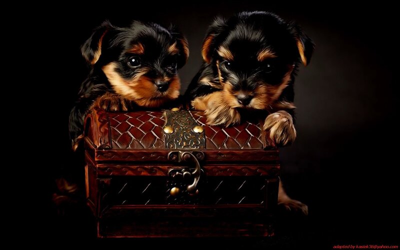 Puppies in a treasure chest